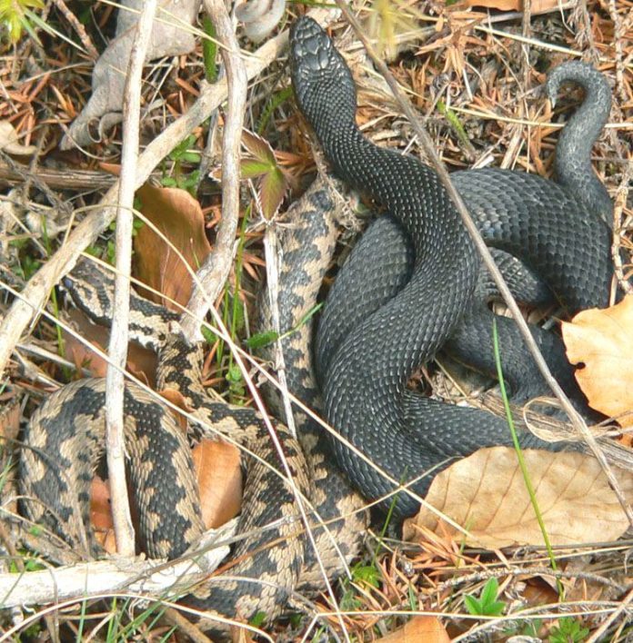 Odată cu încălzirea vremii, Atenţie la vipere!