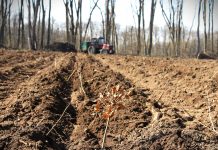 Romsilva va reîmpăduri peste 340 hectare de fond forestier afectate de calamități