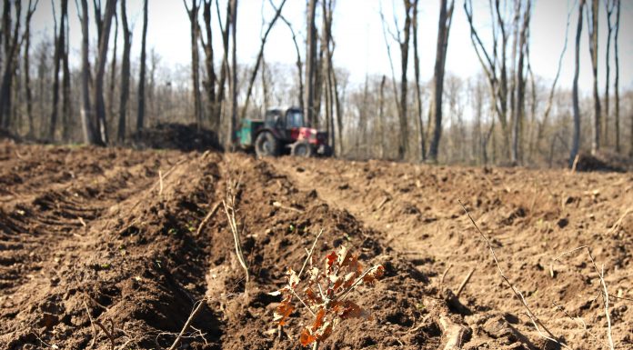 Romsilva va reîmpăduri peste 340 hectare de fond forestier afectate de calamități