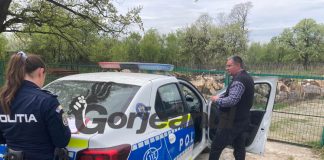 Viorel Caragea, agresat la Budieni!