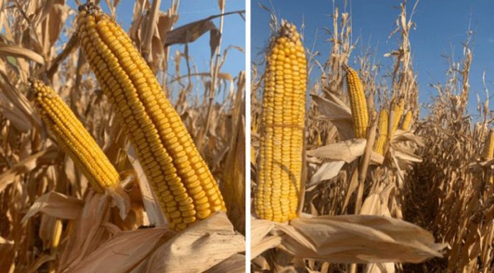 Agricultura pe înțelesul tuturor – Alegerea corectă a hibrizilor de porumb