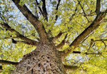 Rădăcini și… frunze