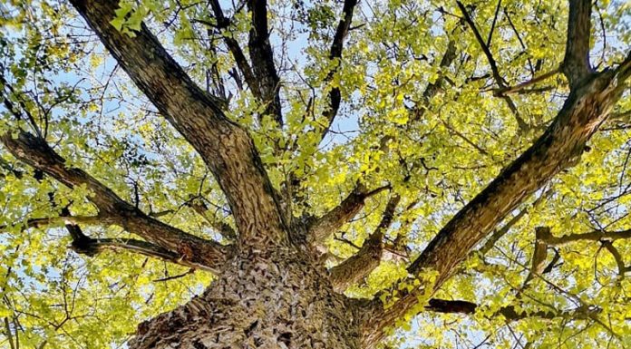 Rădăcini și… frunze