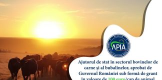 Bani de la APIA pentru crescătorii de bovine