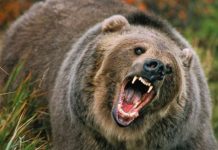 Atac al urșilor la Polovragi! Animale omorâte, oameni speriați!