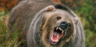 Atac al urșilor la Polovragi! Animale omorâte, oameni speriați!