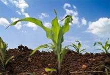 Agricultura pe înțelesul tuturor – Fertilizarea corectă a porumbului