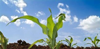 Agricultura pe înțelesul tuturor – Fertilizarea corectă a porumbului