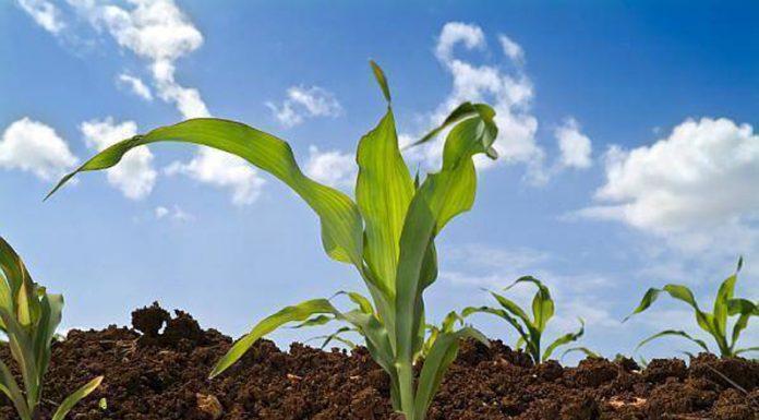 Agricultura pe înțelesul tuturor – Fertilizarea corectă a porumbului