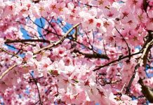 Câți români își serbează onomastica de Florii