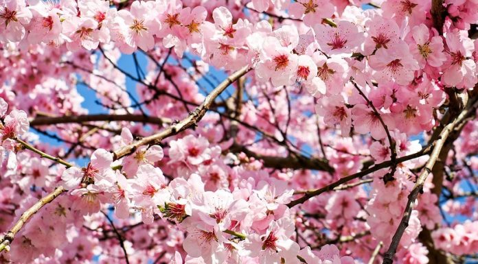 Câți români își serbează onomastica de Florii