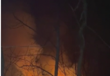 VIDEO, Novaci: 30 de hectare de vegetație uscată și pădure au ars azi-noapte