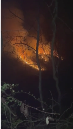 Incendiu de vegetație la Dănești