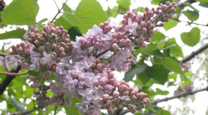 Înflorirea liliacului, o manifestare comparabilă cu spectacolul florilor de cireş din Ţara Soarelui Răsare