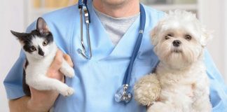 Servicii veterinare de peste 800.000 de lei, scoase la licitație de DSVSA pentru trei comune din Gorj