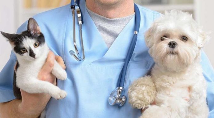 Servicii veterinare de peste 800.000 de lei, scoase la licitație de DSVSA pentru trei comune din Gorj