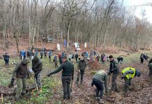 Pădure Erasmus la Gorj. 10.000 de puieți, plantați la Runcu