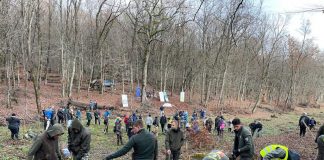 Pădure Erasmus la Gorj. 10.000 de puieți, plantați la Runcu