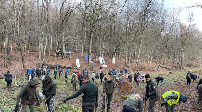 Pădure Erasmus la Gorj. 10.000 de puieți, plantați la Runcu