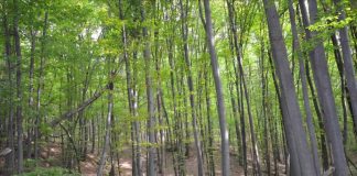 APIA primește cereri de plată pentru schema „Servicii de silvomediu, servicii climatice și conservarea pădurilor”