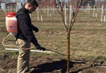 Agricultura pe înțelesul tuturor – Protecția fitosanitară a pomilor fructiferi