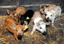 Boala bate la poarta fermelor. ANSVSA trage un semnal de alarmă