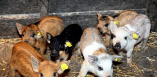 Bani de la Guvern pentru crescătorii de porci de reproducție din rasele Bazna şi/sau Mangaliţa