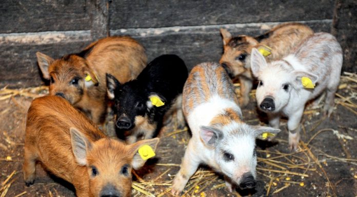 Boala bate la poarta fermelor. ANSVSA trage un semnal de alarmă