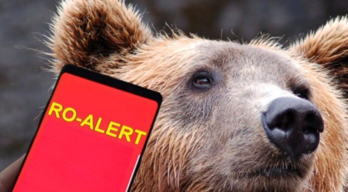 Ursul care a atacat azi-noapte, s-a reîntors în sat