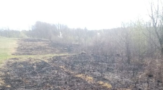 Licurici: Amendă de 10.000 de lei pentru că a dat foc vegetației