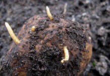 Agricultura pe înțelesul tuturor – O problemă serioasă – viermii sârmă