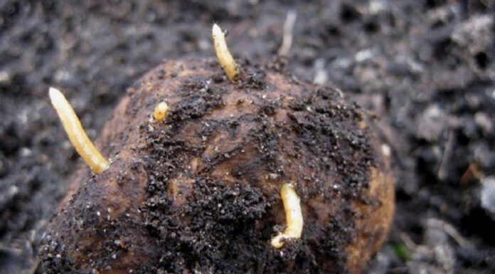 Agricultura pe înțelesul tuturor – O problemă serioasă – viermii sârmă