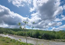 APM Gorj: Peste trei hectare de teren din lunca Gilortului, plantate cu puieți