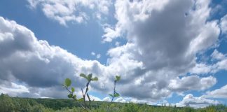 APM Gorj: Peste trei hectare de teren din lunca Gilortului, plantate cu puieți