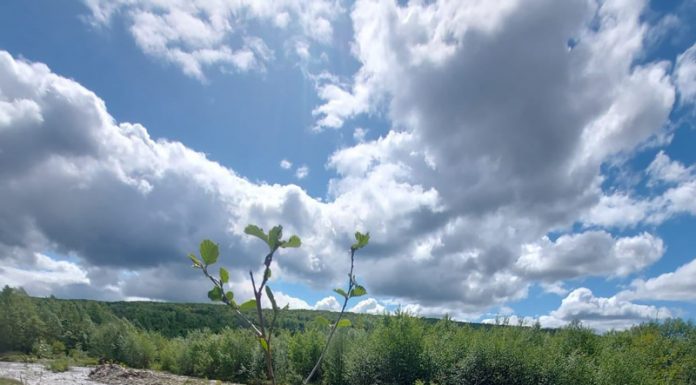 APM Gorj: Peste trei hectare de teren din lunca Gilortului, plantate cu puieți