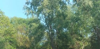 Lucrări de decolmatare pe Valea Susenilor