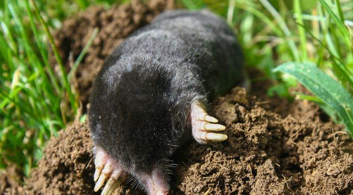 Agricultura pe înțelesul tuturor – Să nu ucidem cârtița