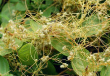 Agricultura pe înțelesul tuturor – Cuscuta – o buruiană problemă de sute de ani (1)
