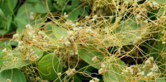 Agricultura pe înțelesul tuturor – Cuscuta – o buruiană problemă de sute de ani (1)