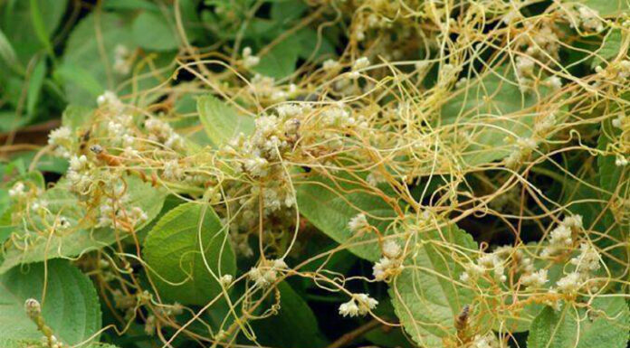 Agricultura pe înțelesul tuturor – Cuscuta – o buruiană problemă de sute de ani (1)