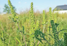 Agricultura pe înțelesul tuturor – AMBROZIA, buruiana care a speriat Europa