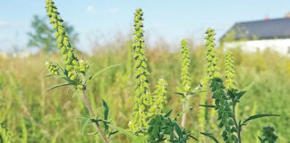 Agricultura pe înțelesul tuturor – AMBROZIA, buruiana care a speriat Europa