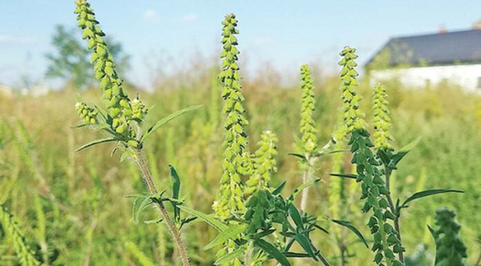 Agricultura pe înțelesul tuturor – AMBROZIA, buruiana care a speriat Europa