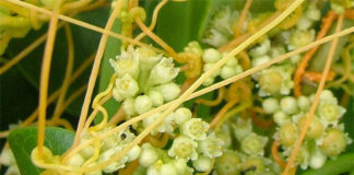Agricultura pe înțelesul tuturor – Cuscuta – o buruiană problemă de sute de ani (2)