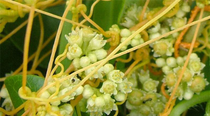 Agricultura pe înțelesul tuturor – Cuscuta – o buruiană problemă de sute de ani (2)
