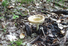 A început… – „GRATARIADA”