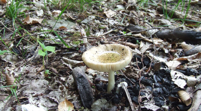 A început… – „GRATARIADA”