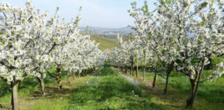 Agricultura pe înțelesul tuturor – Să înierbăm viile, pomii și arbuștii fructiferi