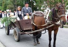 Un nou început de transhumanţă – URCATUL OILOR LA MUNTE – NOVACI 2024