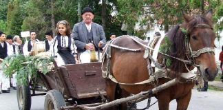 Un nou început de transhumanţă – URCATUL OILOR LA MUNTE – NOVACI 2024